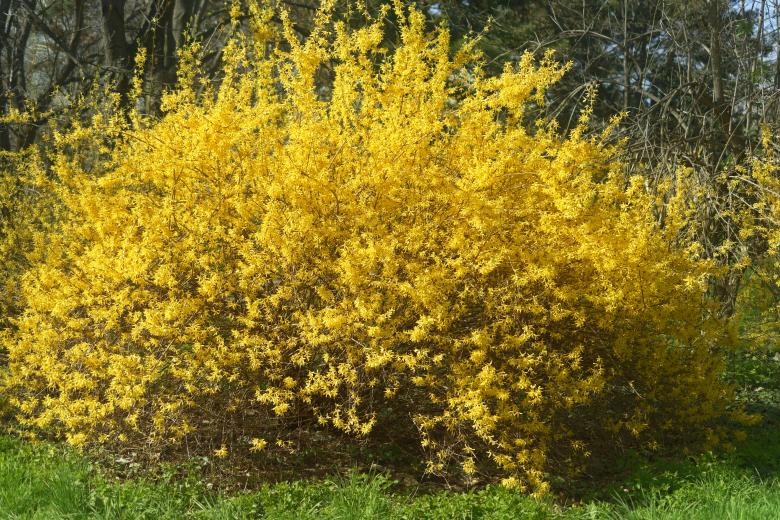 Forsythia