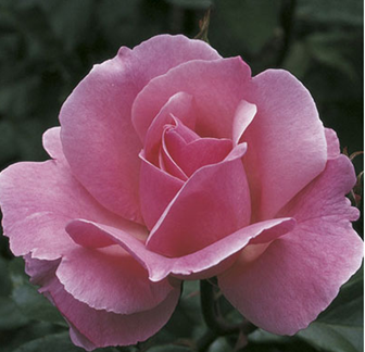 Rose, Queen Elizabeth
